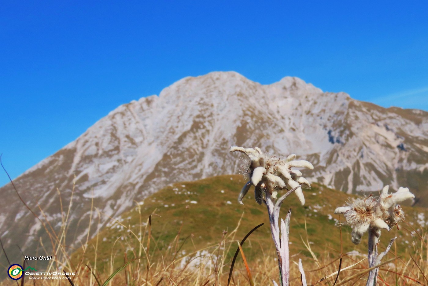 03 Stelle alpine con vista in Arera.JPG
